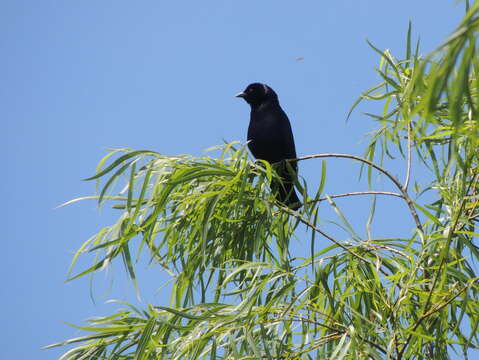 Image of Screaming Cowbird