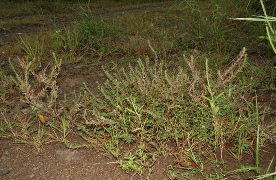 Image of stiff buttonweed