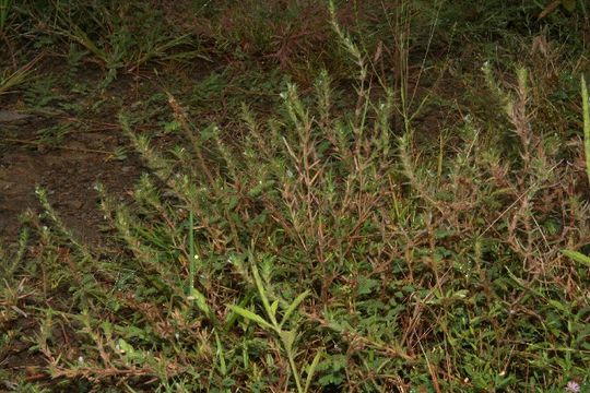 Image of stiff buttonweed