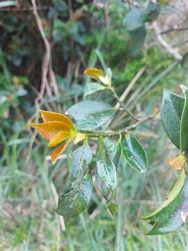 Image of Cleyera japonica var. morii (Yamamoto) Masam.