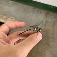 Image of Bottletail