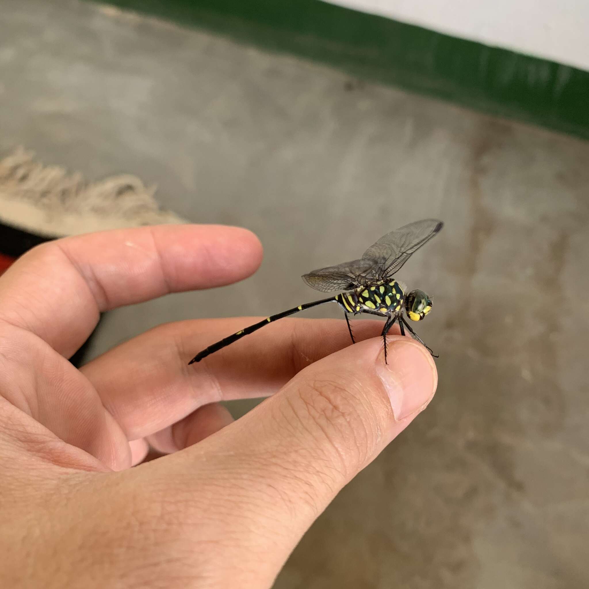 Image of Bottletail