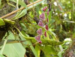 Image of Stelis argentata Lindl.