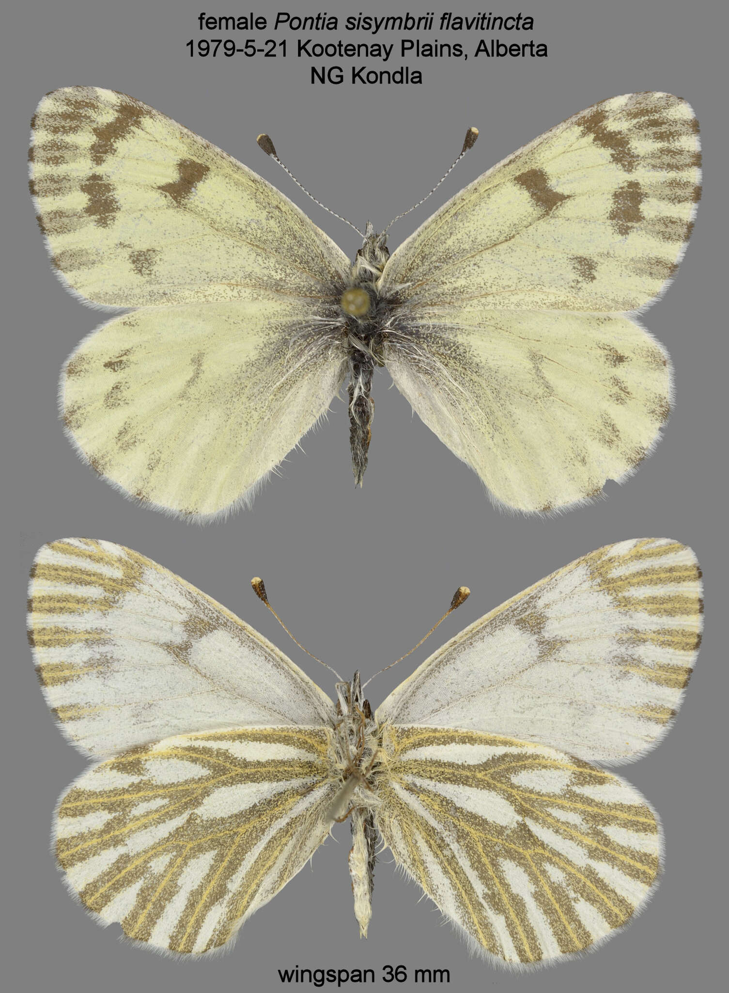 Image of Pontia sisymbrii flavitincta (J. A. Comstock 1924)