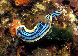 Image of Chromodoris elisabethina Bergh 1877