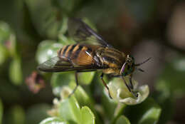 Image of Chrysops asbestos Philip 1950