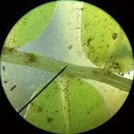 Image of plagiomnium moss