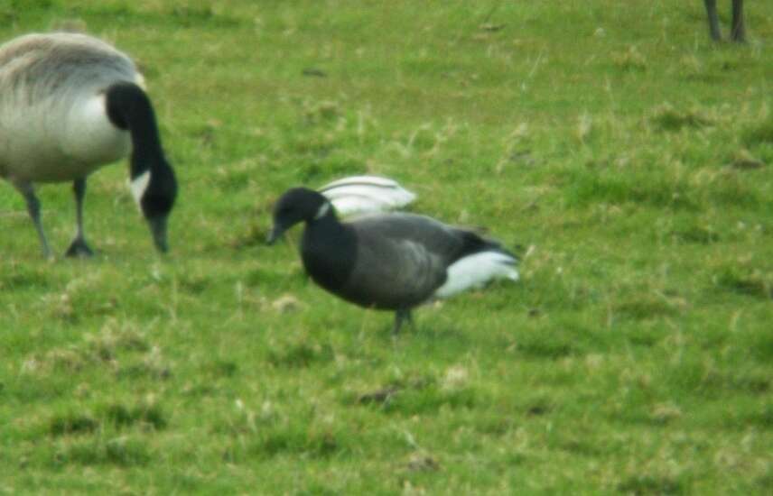 صورة Branta bernicla bernicla (Linnaeus 1758)