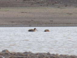 Image of Red-billed Teal