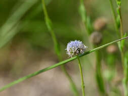 Image of Globularia bisnagarica L.