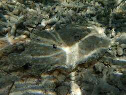 Image of Flounder