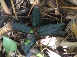 Image of Ardisia violacea (T. Suzuki) W. Z. Fang & K. Yao