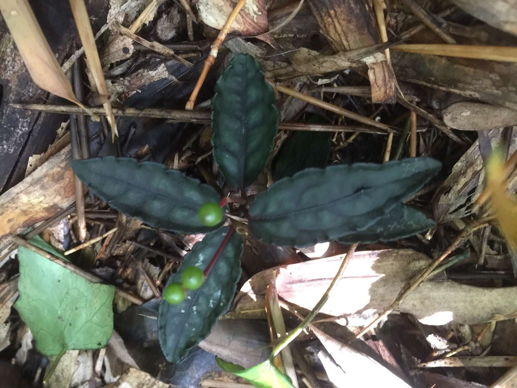 Image of Ardisia violacea (T. Suzuki) W. Z. Fang & K. Yao