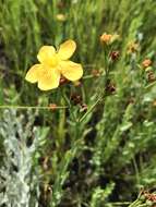 Image of Hypericum lalandii Choisy