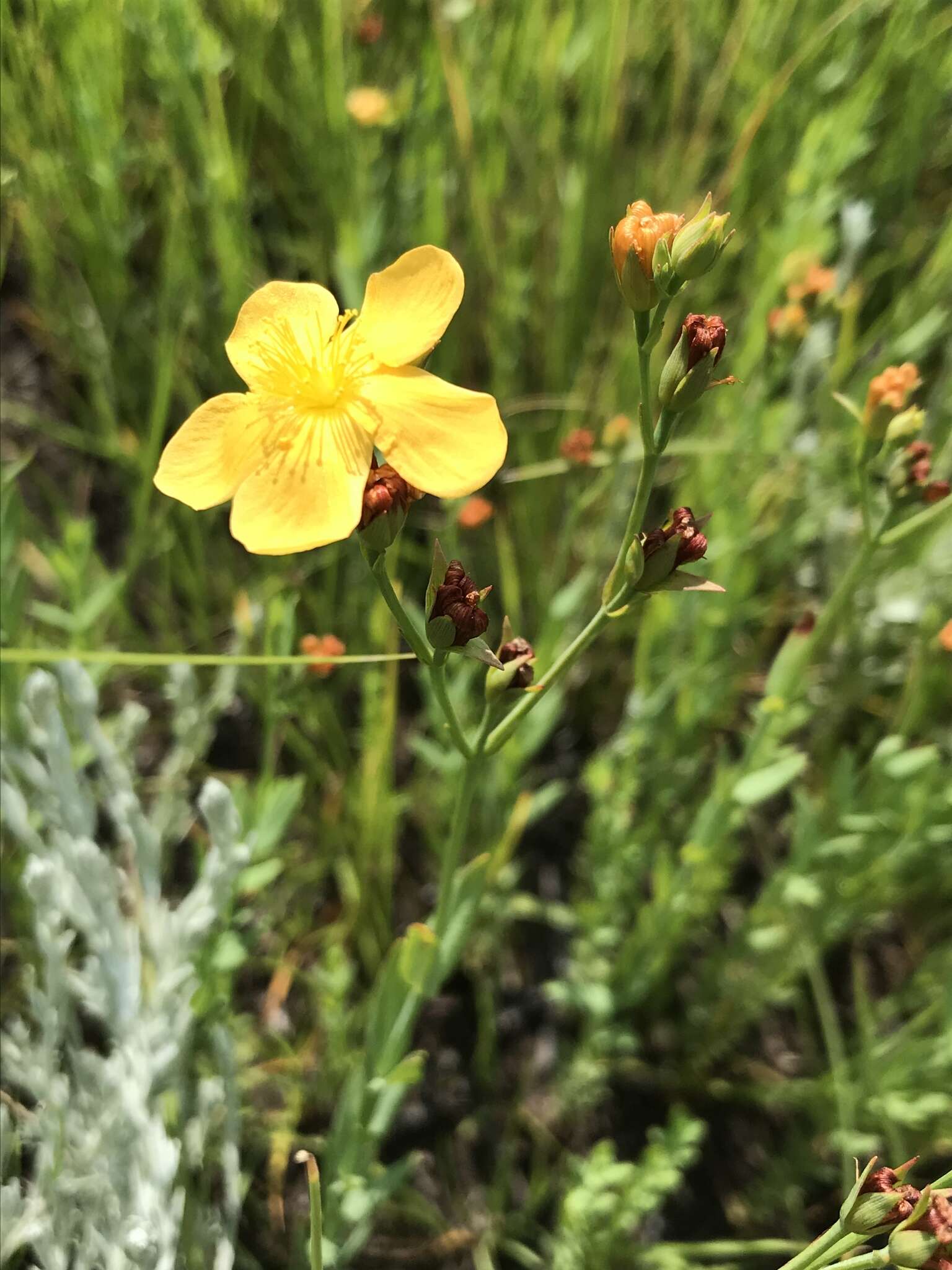 Image of Hypericum lalandii Choisy