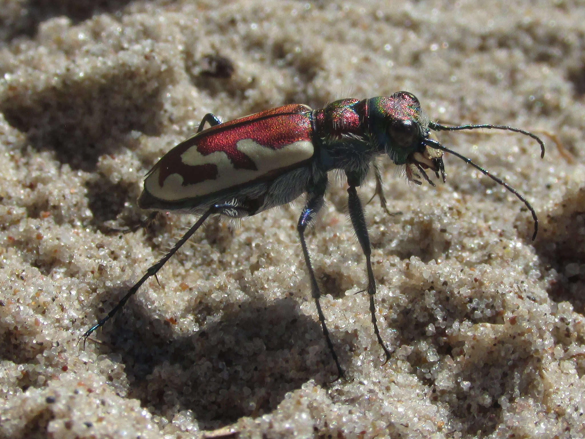 Image of Cicindela (Cicindela) lengi lengi W. Horn 1908