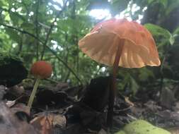 Image of Marasmius berteroi (Lév.) Murrill 1915