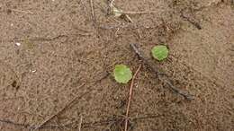 Image of Marsh Pennywort