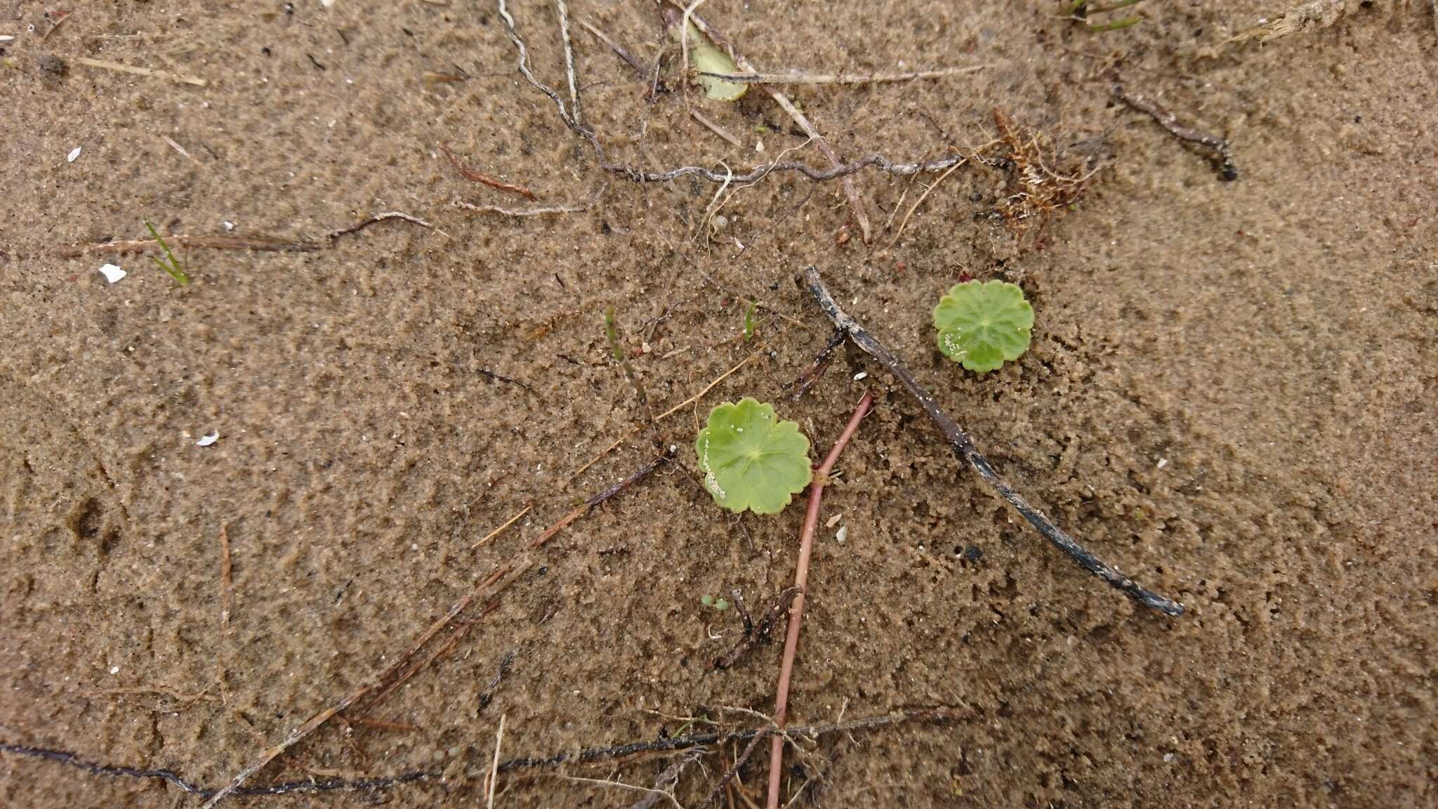 Image of Marsh Pennywort