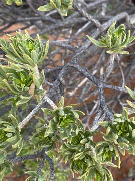 Image of Eremophila miniata C. A. Gardner