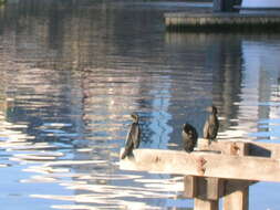 Image of Little Black Cormorant