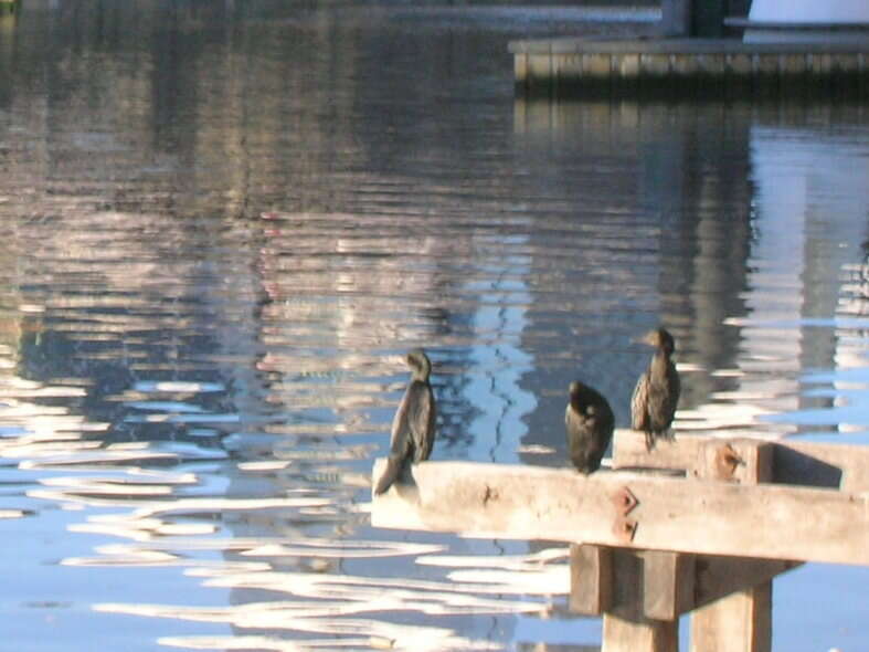 Image of Little Black Cormorant