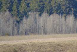 Image of Pallid Harrier