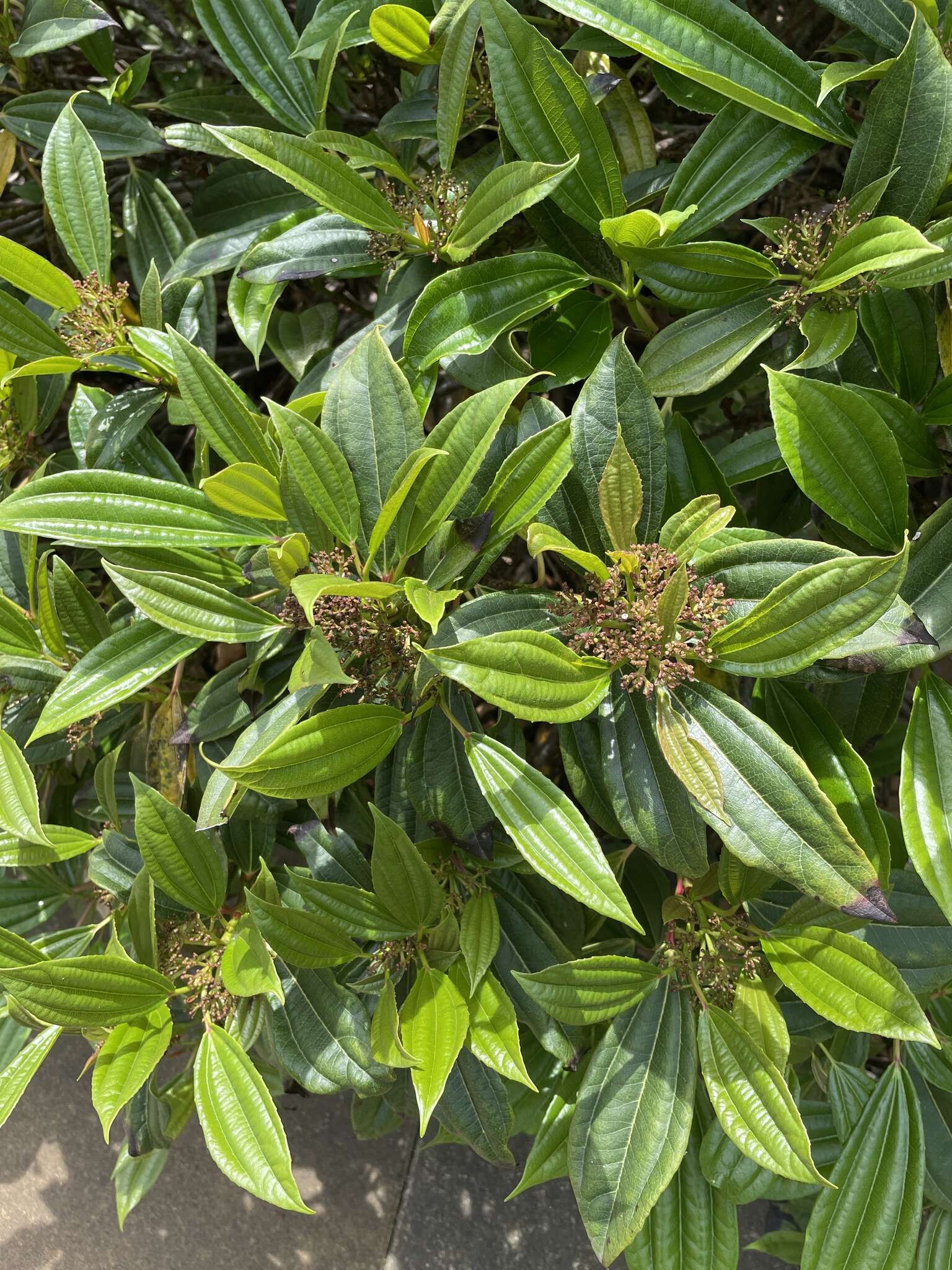 Image de Viburnum davidii Franch.