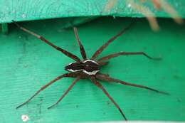 صورة Dolomedes instabilis L. Koch 1876