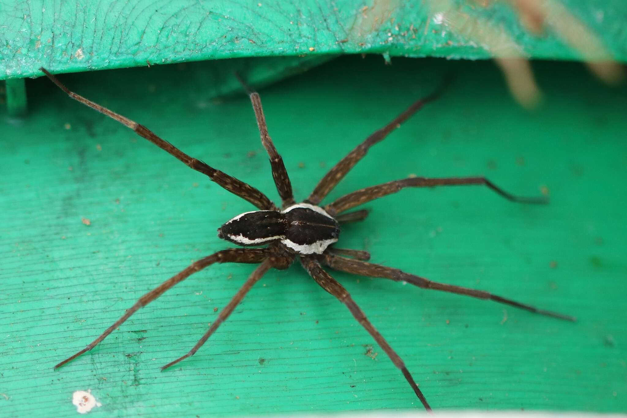 صورة Dolomedes instabilis L. Koch 1876