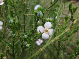 Image of Cyanothamnus coerulescens