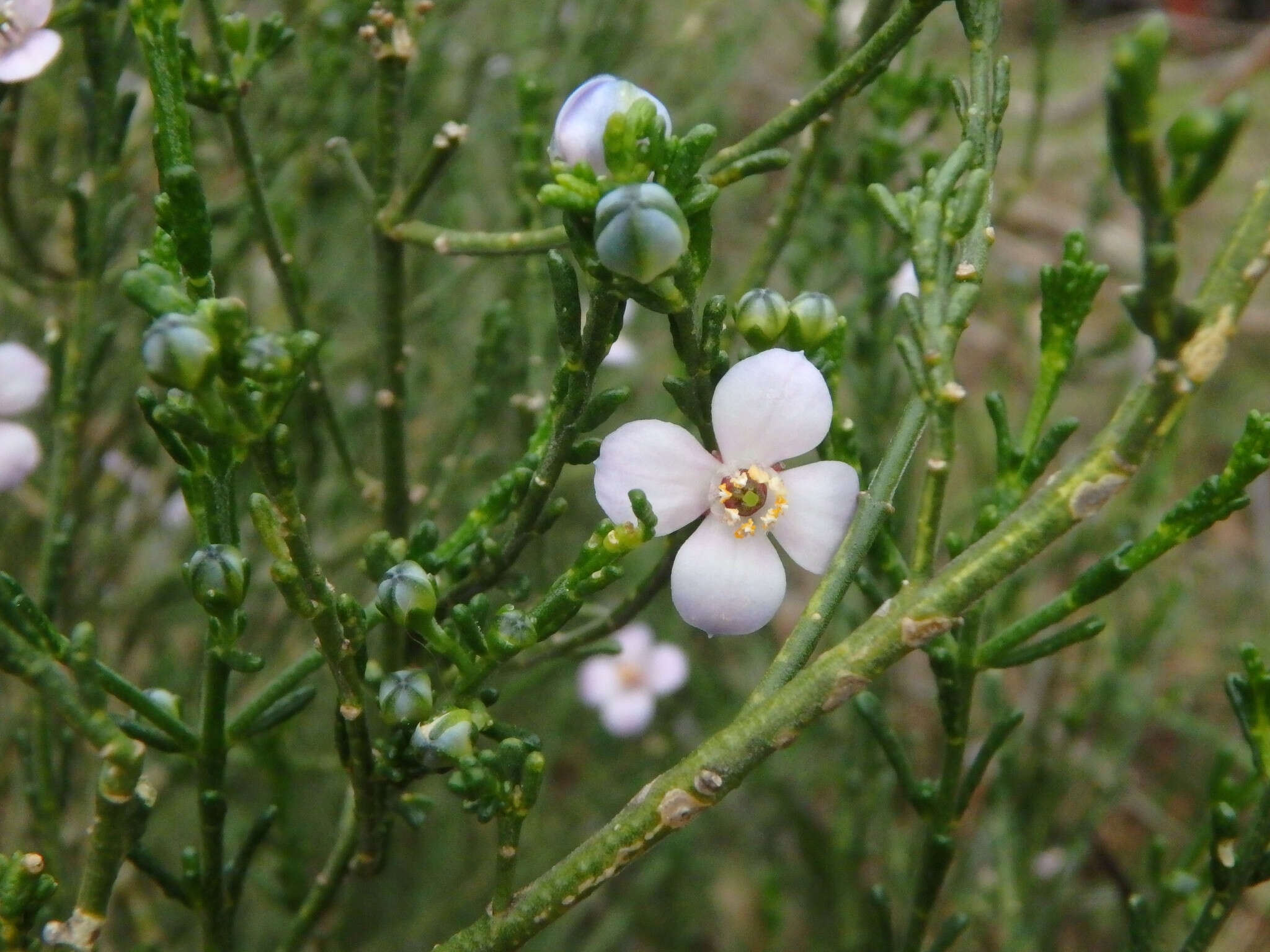 Image of Cyanothamnus coerulescens