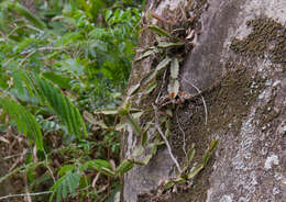 Image of <i>Rhipsalis triangularis</i>