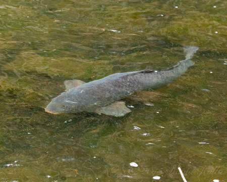 Image of Cyprinus carpio Linnaeus 1758