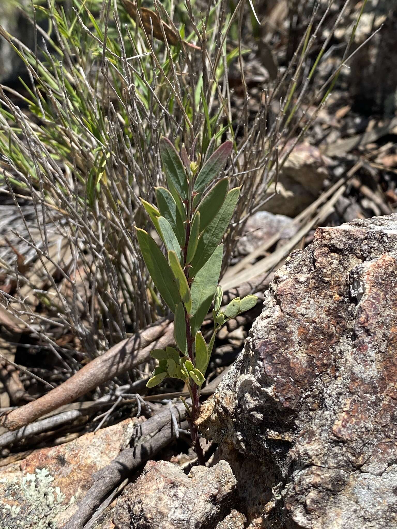 Plancia ëd Acacia purpureapetala