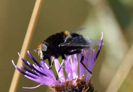 Image of Eristalis intricaria (Linnaeus 1758)