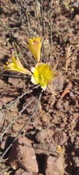 Image of Alstroemeria diluta subsp. chrysantha Ehr. Bayer