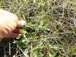 Imagem de Isocoma menziesii var. decumbens (E. Greene) G. L. Nesom