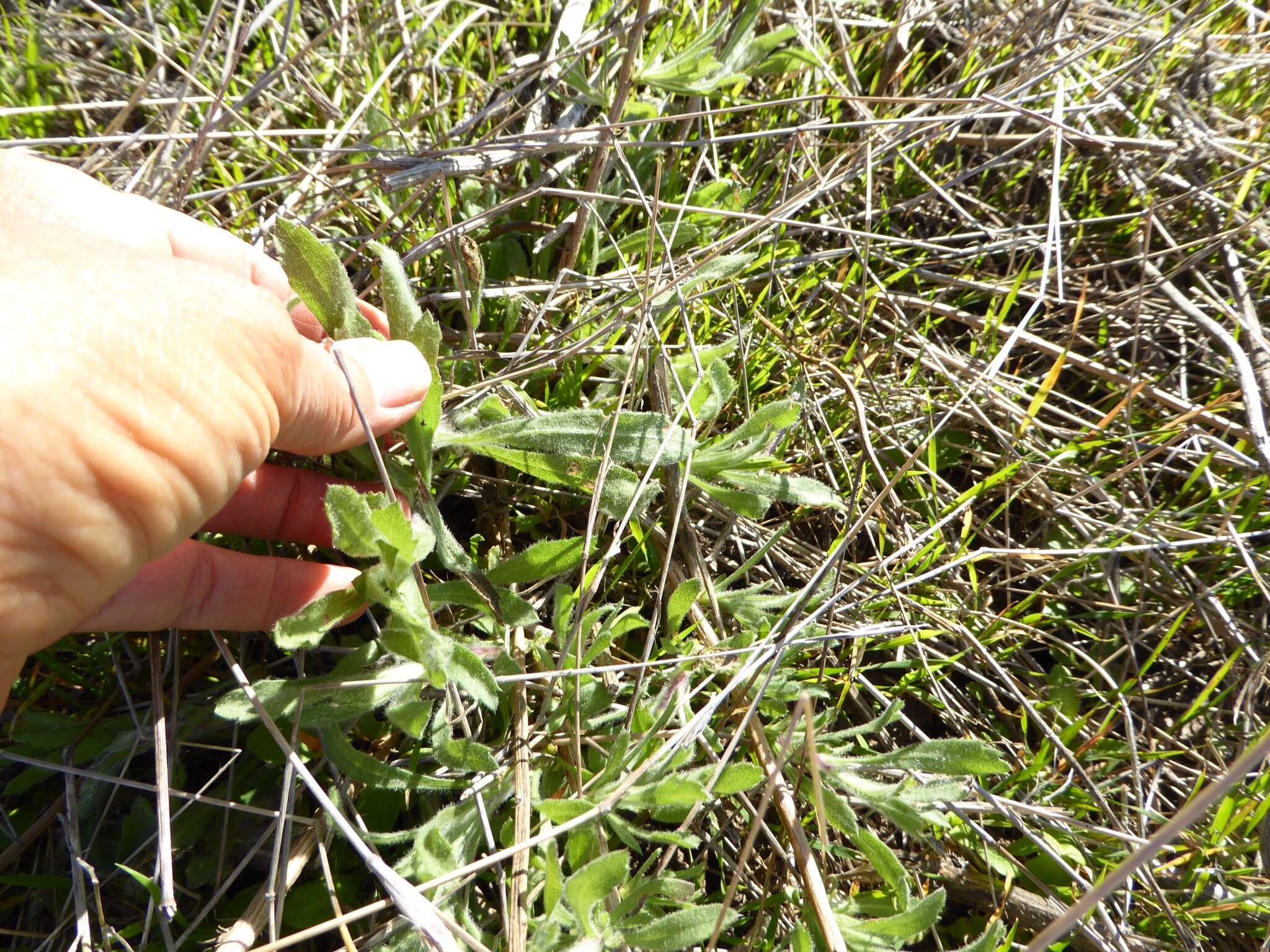 Imagem de Isocoma menziesii var. decumbens (E. Greene) G. L. Nesom