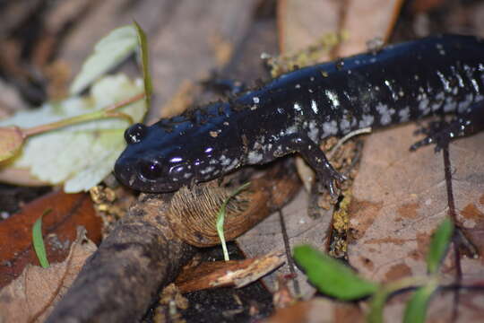 Image of Plethodon grobmani Allen & Neill 1949