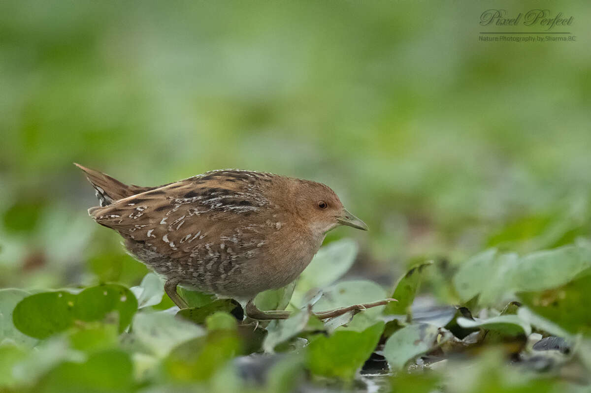 Image of Baillon's Crake