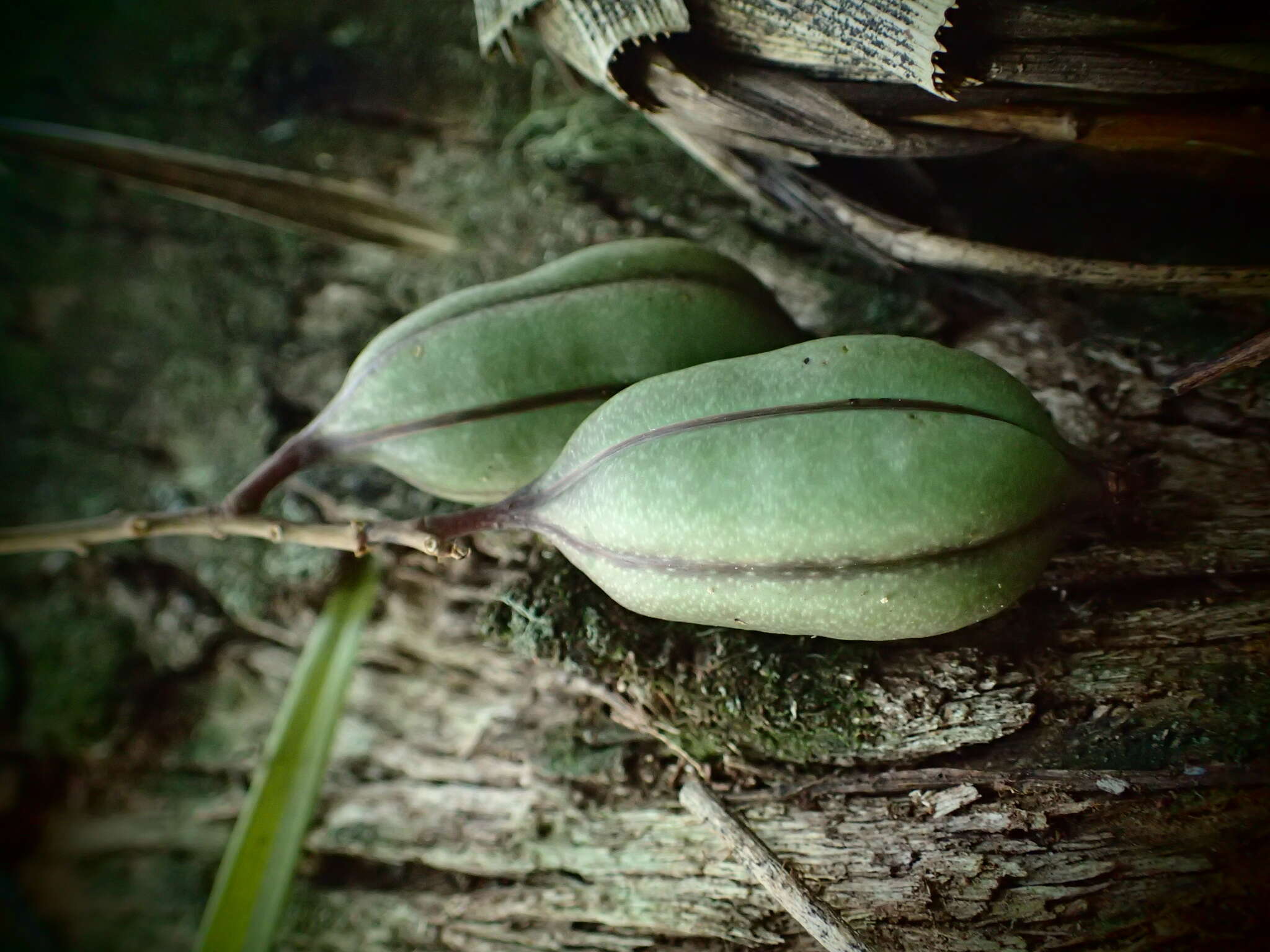 Image of Snake orchid