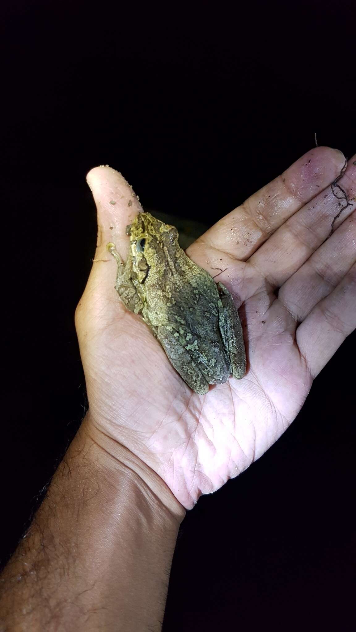 Image of Hispaniola giant treefrog