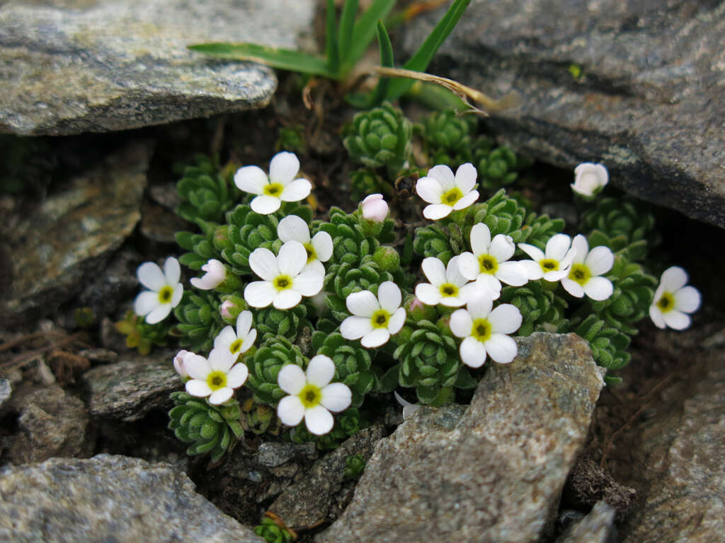 Image of Androsace alpina (L.) Lam.