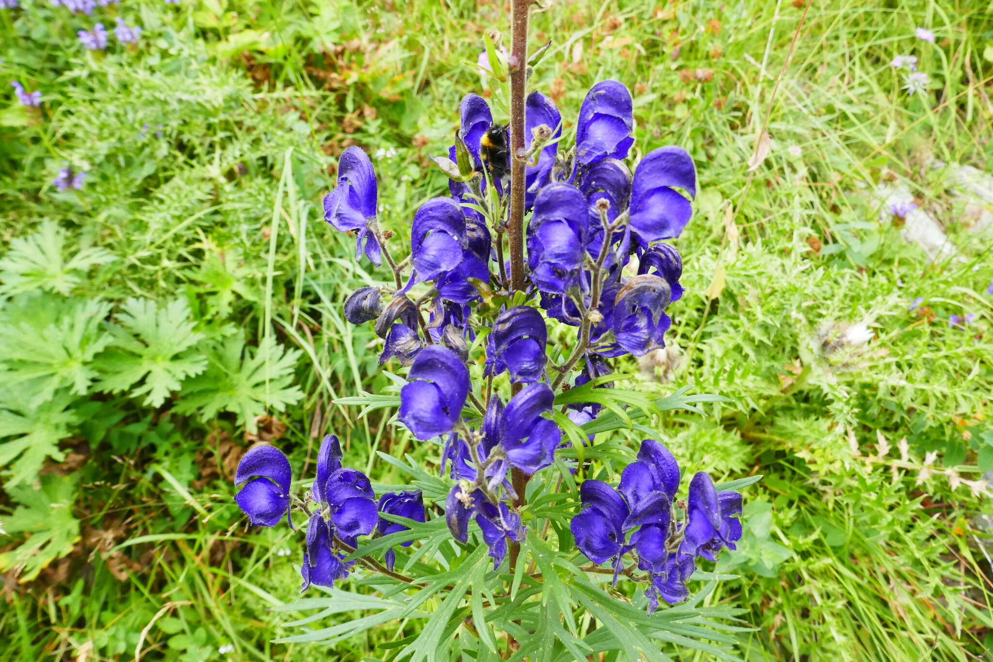 Aconitum burnatii Gayer的圖片