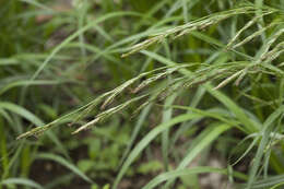 Слика од Carex bostrychostigma Maxim.