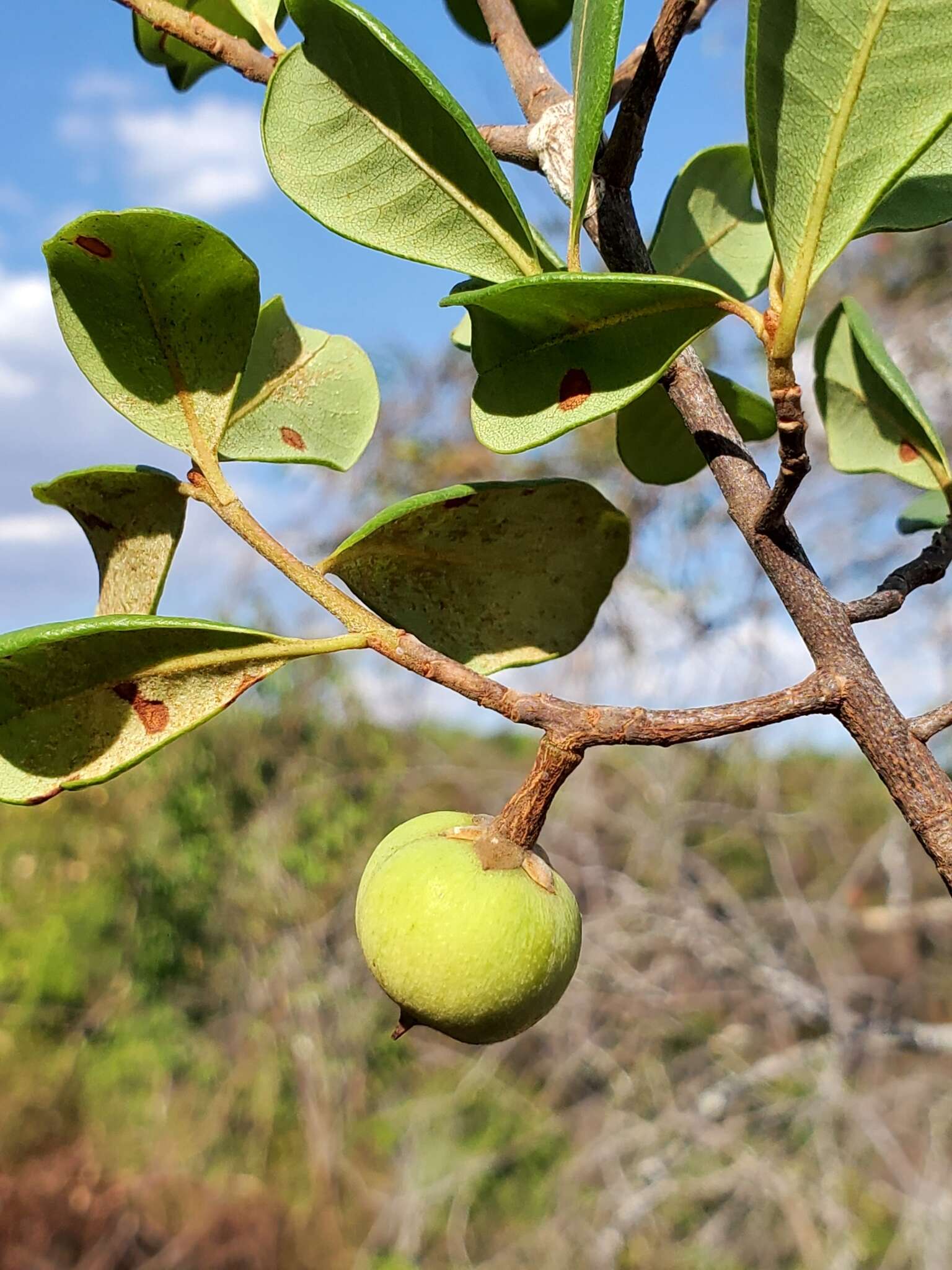 Image of Capurodendron pervillei (Engl.) Aubrév.