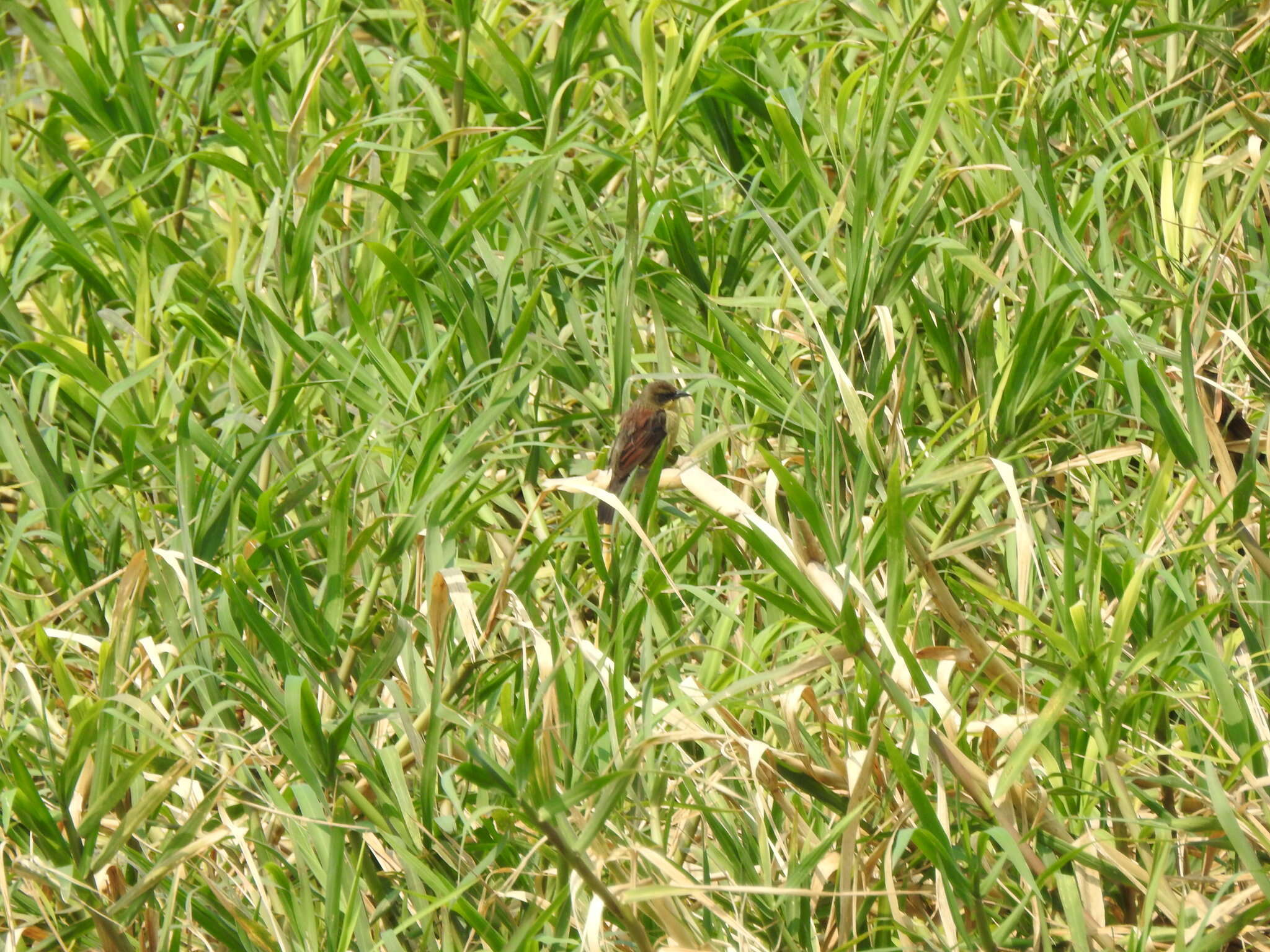 Image of Unicolored Blackbird