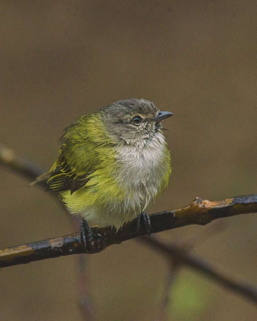 Image of Gray-capped Tyrannulet