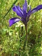 Image of bowltube iris